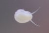 babysnail3.jpg