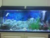 55 gallon tank.JPG