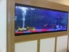 350 gallons - goldfishes.JPG