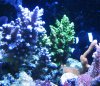 purple acropora.jpg
