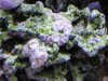 pink zoas.jpg