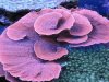 montipora.jpg