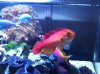 photofish.jpg