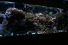 new tank 028  small.jpg