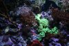 new tank pics new 002.JPG