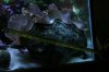 new tank pics new 001.JPG