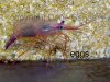 Peppermint Shrimp Closeup1 with text.jpg