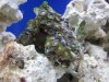 first coral.jpg