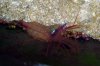 Peppermint Shrimp holding eggs at day 23.jpg