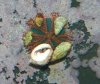 hermitcrabvelcro.jpg