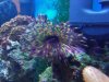 feather duster 003 (800x600).jpg