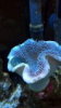 toad.png