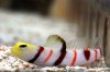 Dracula Goby.jpg