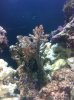 reef3.jpg