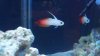 firefish.jpg