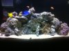 New rock scape.JPG
