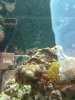 algae.jpg