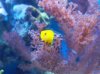 reef pics 003 (800x599).jpg