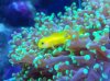 reef pics 006 (800x599).jpg
