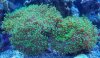 fish update 005 (800x465).jpg
