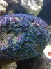 blue polyps.jpg