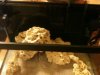 HOB in tank refugium 009.jpg