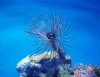 feathers 2 006 (800x618).jpg