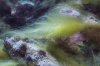 algae farm 2.JPG