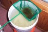 algae farm 3.JPG