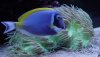 Bowder blue2.jpg
