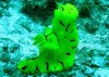 Notodoris_minor1.jpg