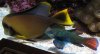 Mandarin and Yellow Tang.jpg