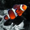 clownfish.jpg