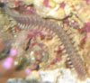 Bristleworm2.jpg