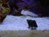 Diamond goby.jpg