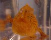 frogfish mugshot.JPG
