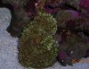 rhodactis.jpg