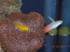 toadgoby2.jpg