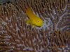 toadgoby.jpg