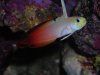 firefish.jpg
