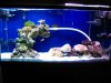 saltwater 185_1_1.jpg