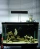 4-7-08 Tank with fish to help make LR and LS stronger  1.jpg