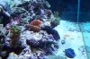 before algae mess.JPG