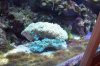 algae mess 1.JPG