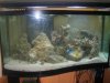 Fish Tank 008.jpg