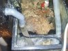 Sump 2.JPG