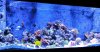 Reef new.jpg