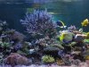 Dave's tank.jpg