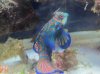 fish tank 027.jpg