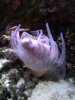 cody and brian the goby.JPG
